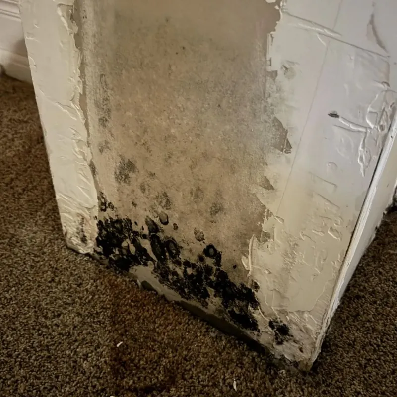 Professional Mold Removal in Ferndale, CA